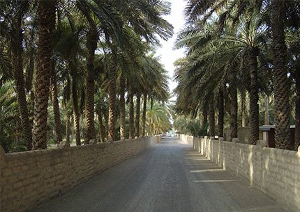 Al Ain Oasis Tour