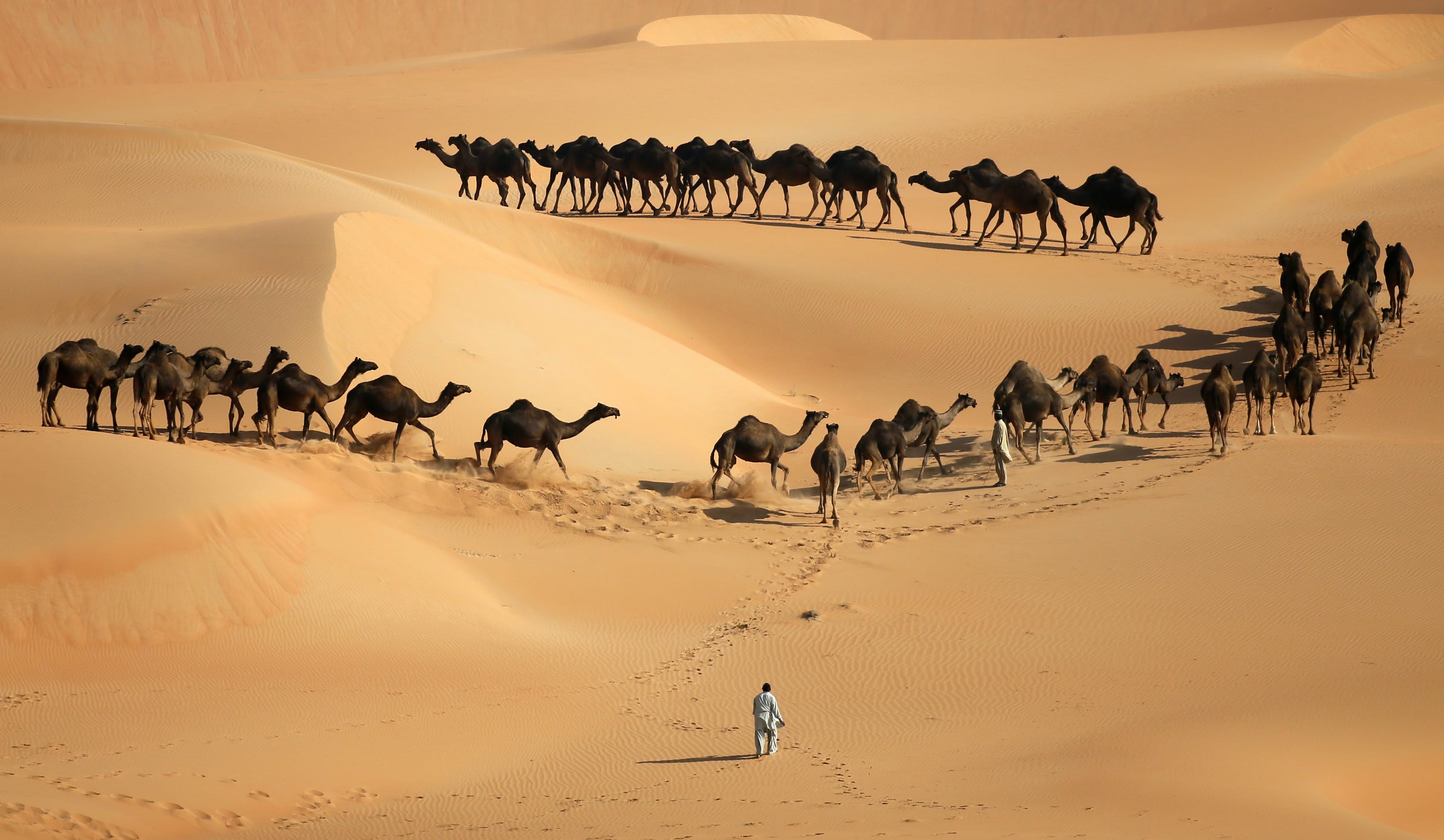 Liwa Desert Camel
