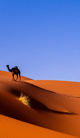 banner-image 